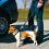 Varnostni pas za psa za varno vožnjo, 40-60 cm