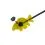 Delphin CARPY signalizator z naramnico zelena