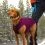 Kurgo Core Pulover za pse - Heather Violet, L