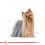 ROYAL CANIN ADULT YORKSHIRE 24 x 85 g - vrečka