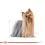 ROYAL CANIN ADULT YORKSHIRE 24 x 85 g - vrečka