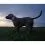 Tractive DOG 6 - GPS lokator za pse in nadzor zdravja, črna