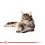 Vrećka z mačjo hrano ROYAL CANIN Maine Coon - 36 x 85 g