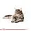 Vrećka z mačjo hrano ROYAL CANIN Maine Coon - 36 x 85 g