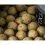 Shimano TX1 Boillie Tiger Nut 20mm - 5kg