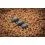 Matrix In-line Pellet Bomb 10g x 3