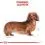 Royal Canin Dog Dachshund in Loaf pa&scaron;teta 24 x 85 g