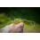 Shimano Exsence Shallow Assassin 99mm/14g T03 Read Head