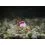 Delphin Feeder Braided Sting / 10x / 8cm/0,14mm/Chinu 8