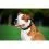 Usnjena pasja ovratnica WAU DOG SOFT - 46-60 cm, 35 mm, črno-bež