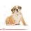 ROYAL CANIN ENGLISH BULLDOG PUPPY - 3 kg