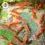 Dennerle Shrimp King - Yummy Gum 50 g