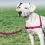 Pasja oprtnica EasyWalk Harness s posebnim povodcem - L, roza