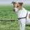 Pasja oprtnica EasyWalk Harness &ndash; M, črna