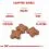 ROYAL CANIN MINI ADULT +8 - 8 kg