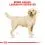 ROYAL CANIN LABRADOR RETRIEVER &ndash; 12 kg
