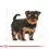 ROYAL CANIN YORKSHIRE JUNIOR 1,5 kg