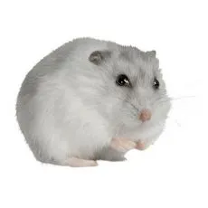 Kletka za hrčka