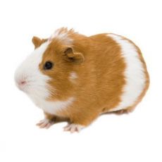 Glodavci