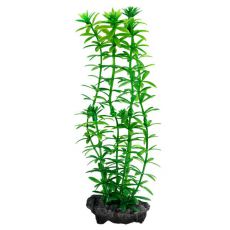 Egeria densa (Anacharis) - rastlina Tetra 23 cm, M