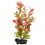Ludwigia Repens (Red Ludwigia) - rastlina Tetra 23 cm, M