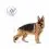 Vrečka Royal Canin Maxi Adult 10 x 140 g