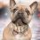 TICKLESS MINI polnilen ultrazvočni repelent za majhne pse – rožnato zlat