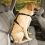 KURGO Seatbelt Tether, varnostni pas za pse z ročajem