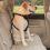 KURGO Direct to Seatbelt Tether Coastal Blue, varnostni avtomobilski pas z mehanizmom za zapenjanje