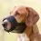 Nagobčnik za psa - mrežasti vložek, velikost M-L