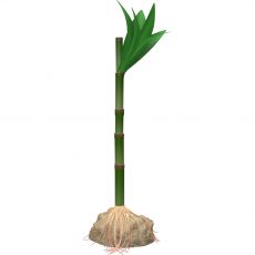 Umetna rastlina TETRA Asian Bamboo M 24 cm