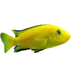 Ostrižniki