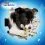 Purina Dentalife - Medium 8 x 69 g
