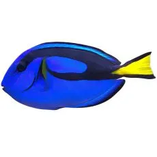 Morska akvaristika