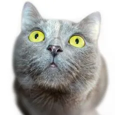 Nega oči in u&scaron;es