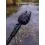 Fox Black Label QR Banksticks 45cm