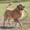 Kong AirDog palica z vrvjo L