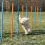 Ovire za pse - Agility Slalom 115x3cm