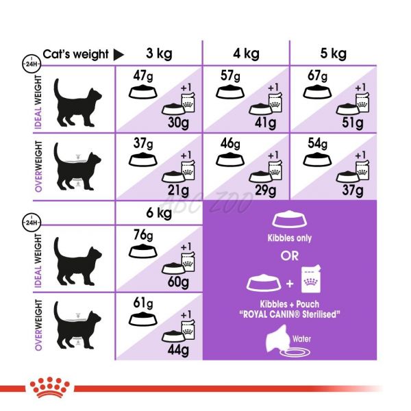 royal canin 37