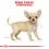 Royal Canin Junior Chihuahua - 500 g