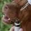 CURE POINT CBD Pet 5% olje z okusom pi&scaron;čanca, 10 ml