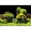 Ozadje za akvarij ROCK/PLANTS S - 60 x 30 cm