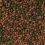 TROPICAL Cichlid Omnivore Medium Pellet 10 L / 3,6 kg