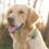 Tractive GPS DOG XL - sledenje lokaciji in aktivnosti vašega psa - zelena