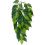 Ficus silk small - rastlina za terarij, 45cm