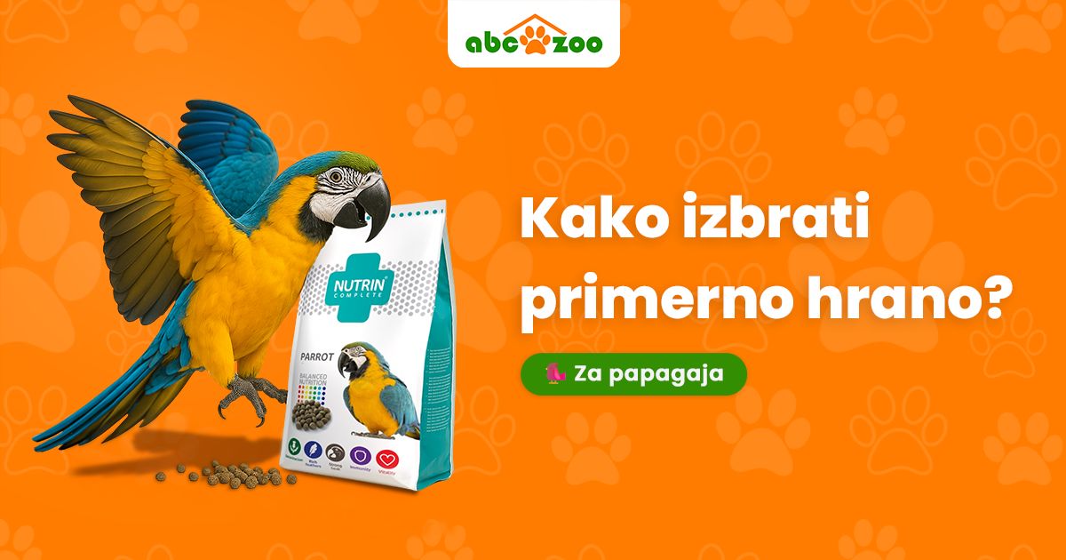 Pravilna prehrana papige – ključ do zdravja in vitalnosti