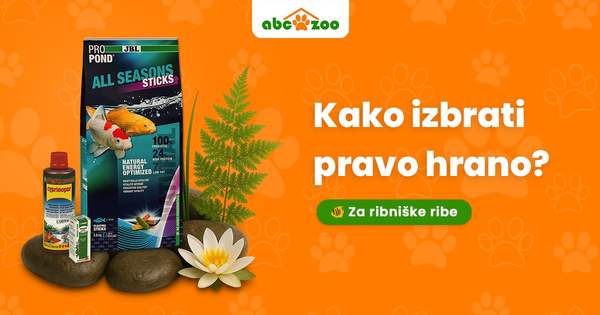 Kako izbrati pravo hrano za ribnike za podporo zdravja in vitalnosti rib?