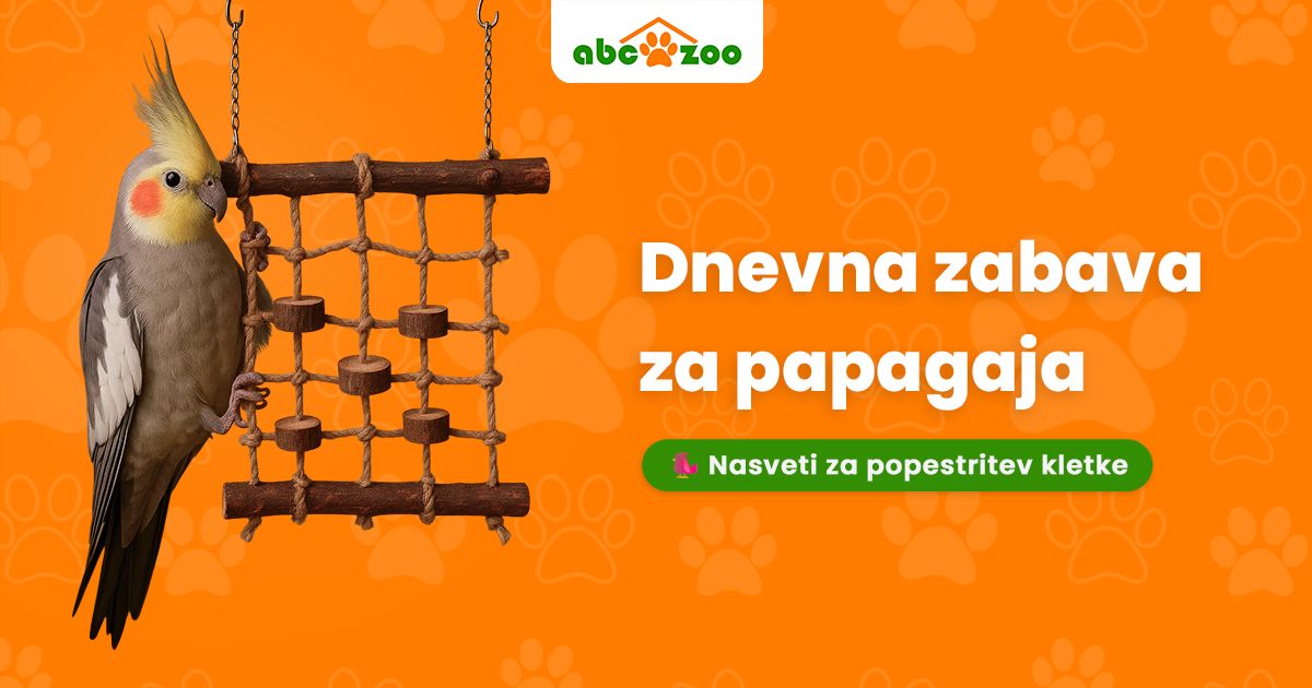 Kako iz kletke ustvariti papagajev zabavni raj