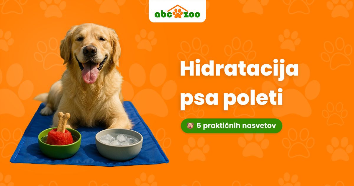 Kako poleti poskrbeti za hidracijo in varnost psa?
