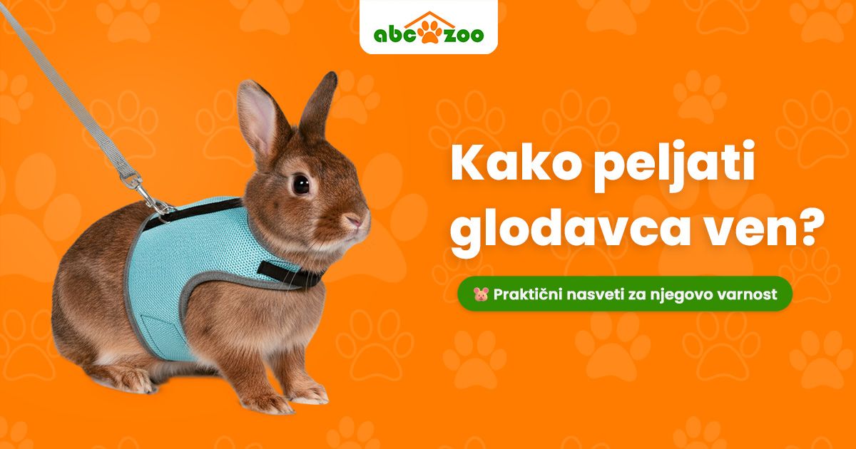 Je varno peljati glodavca ven? Praktični nasveti: na kaj paziti